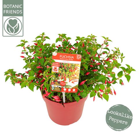 Fuchsia 'Chilli Red'