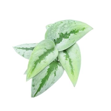 Scindapsus pictus 'Sparkling Borneo'