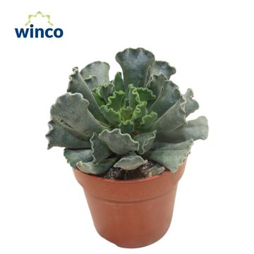 Adromischus cristatus