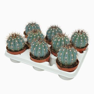 Melocactus azureus