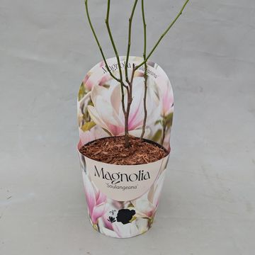 Magnolia x soulangeana