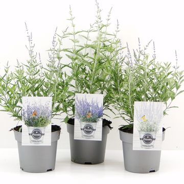 Perovskia atriplicifolia MIX