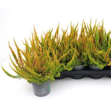 Calluna vulgaris SKYLINE DALLAS