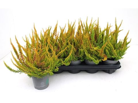 Calluna vulgaris SKYLINE DALLAS