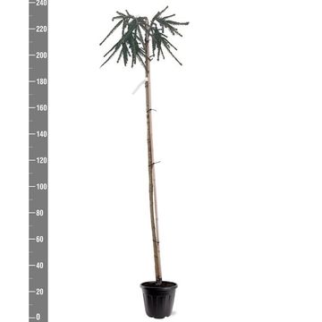 Picea abies 'Frohburg'