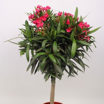Nerium oleander