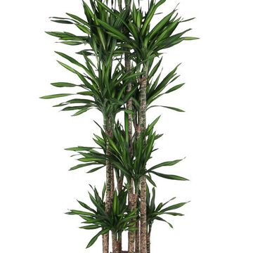 Dracaena fragrans RIKI