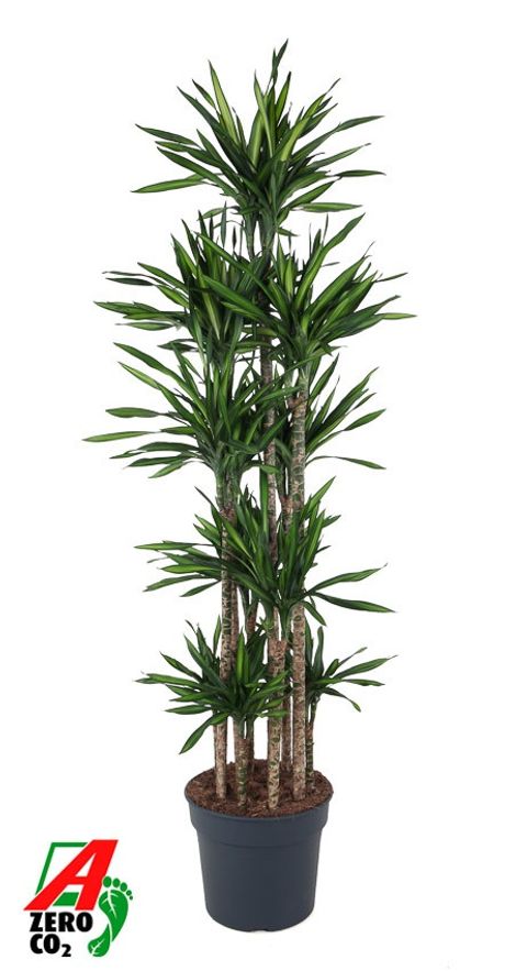 Dracaena fragrans RIKI