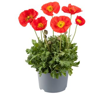 Papaver nudicaule 'Pop-up Orange'