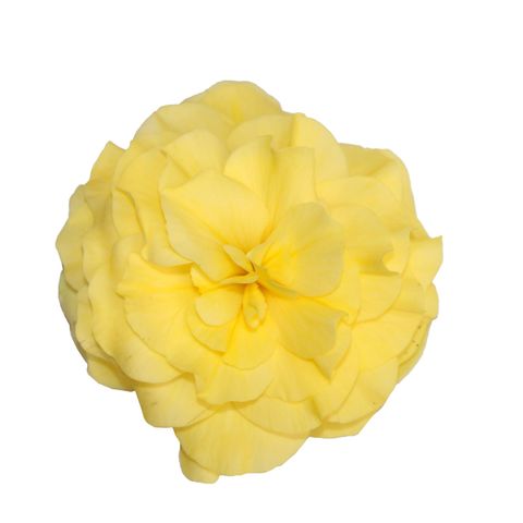 Begonia 'Fortune Yellow'