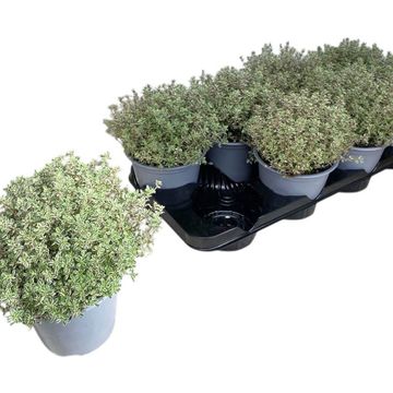 Thymus x citriodorus 'Silver Queen'