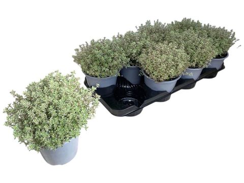 Thymus x citriodorus 'Silver Queen'