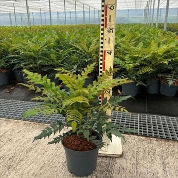 Mahonia eurybracteata SWEET WINTER