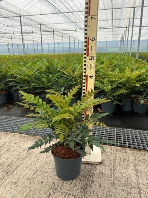 Mahonia eurybracteata SWEET WINTER
