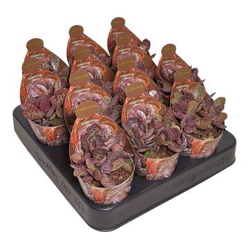 Kalanchoe humilis 'Zebra'