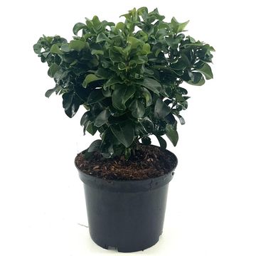 Ligustrum japonicum 'Rotundifolium'