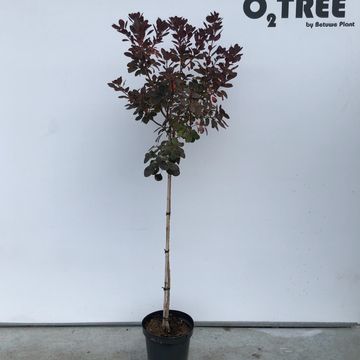 Cotinus coggygria 'Royal Purple'