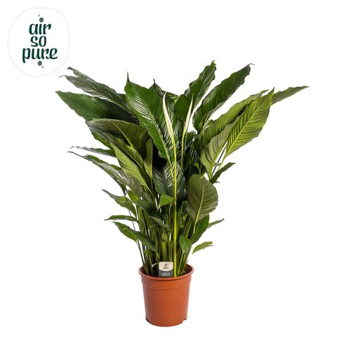 Spathiphyllum 'Sweet Sebastiano'