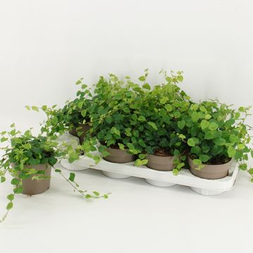 Ficus pumila 'Green Sunny'