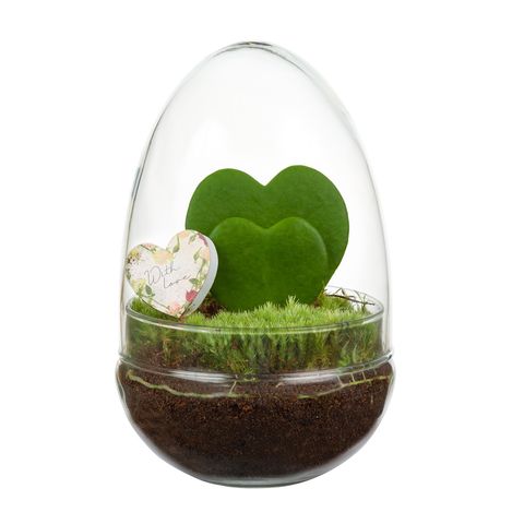 Arrangement Terrarium