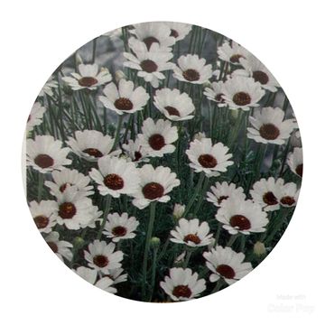 Rhodanthemum 'Casablanca'