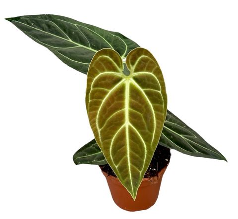 Anthurium regale