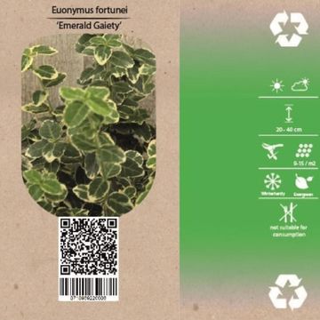 Euonymus fortunei 'Emerald Gaiety'