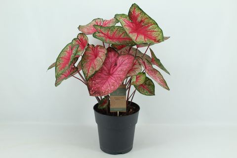 Caladium 'Party Punch'