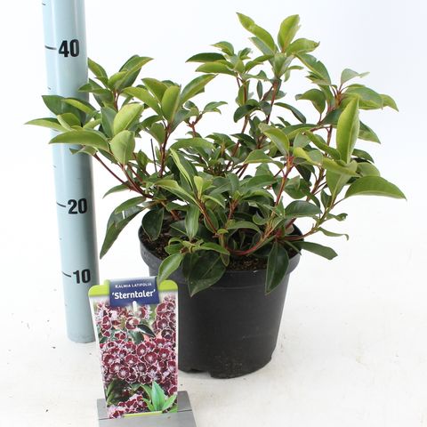 Kalmia latifolia 'Sterntaler'