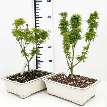 Acer palmatum 'Kotohime'