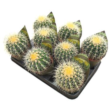 Echinocactus grusonii