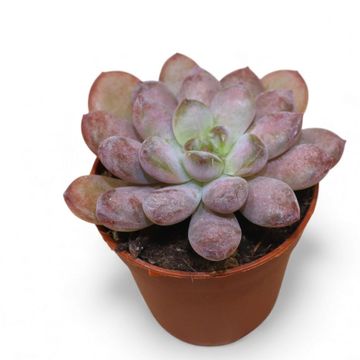 x Graptoveria 'Black Raccoon'