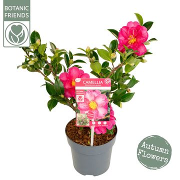 Camellia sasanqua 'Red Premium'