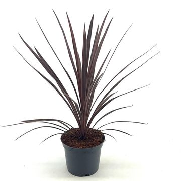 Cordyline australis 'Red Star'