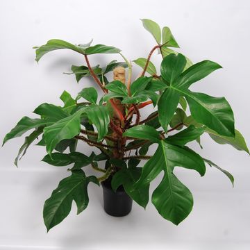 Filodendro squamiferum