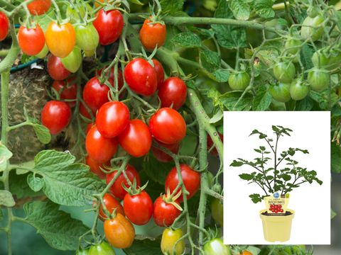 Solanum lycopersicum 'Baby Boomer'