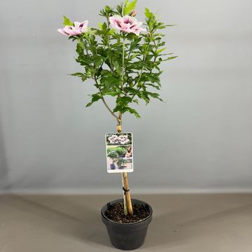 Hibiscus syriacus STARBURST CHIFFON