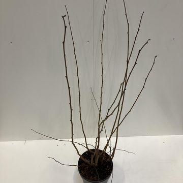 Corylus maxima 'Purpurea'