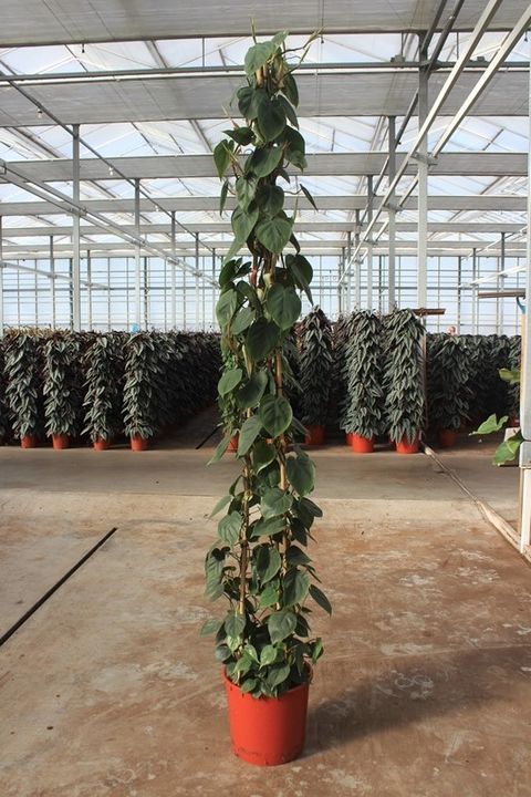 Philodendron scandens