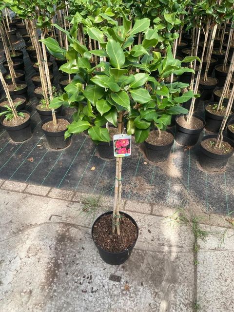 Camellia japonica 'Dr King'