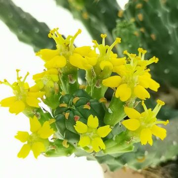 Euphorbia inermis