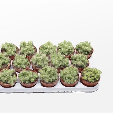 Mammillaria bocasana 'Fred'