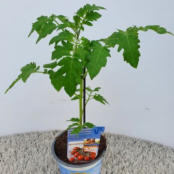 Solanum lycopersicum 'Mirado Choco'