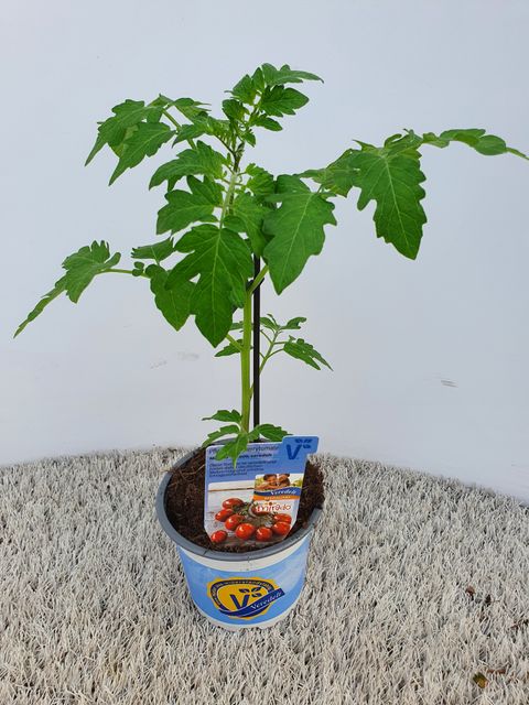 Solanum lycopersicum 'Mirado Choco'