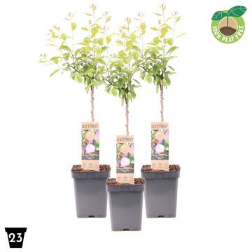 Prunus domestica 'Opal'