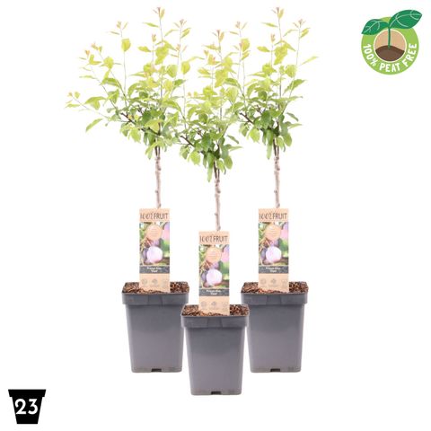 Prunus domestica 'Opal'