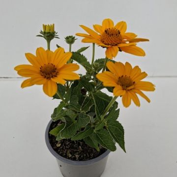 Heliopsis helianthoides 'Sole Scuro'
