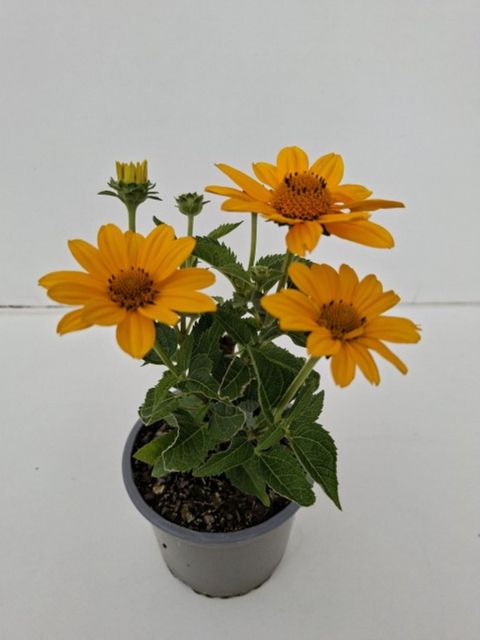 Heliopsis helianthoides 'Sole Scuro'