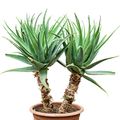 Aloe arborescens
