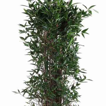 Dracaena surculosa